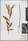 Foto von Salix caprea L. x Salix viminalis L.